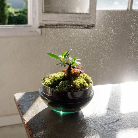 What is a prebonsai and what are its characteristics?  Omotesand Plants