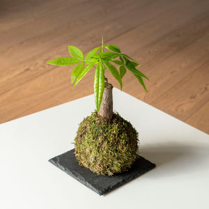 ¿Qué es una kokedama? Explicación básica de lo que es una kokedama y su origen - Omotesandō Plants