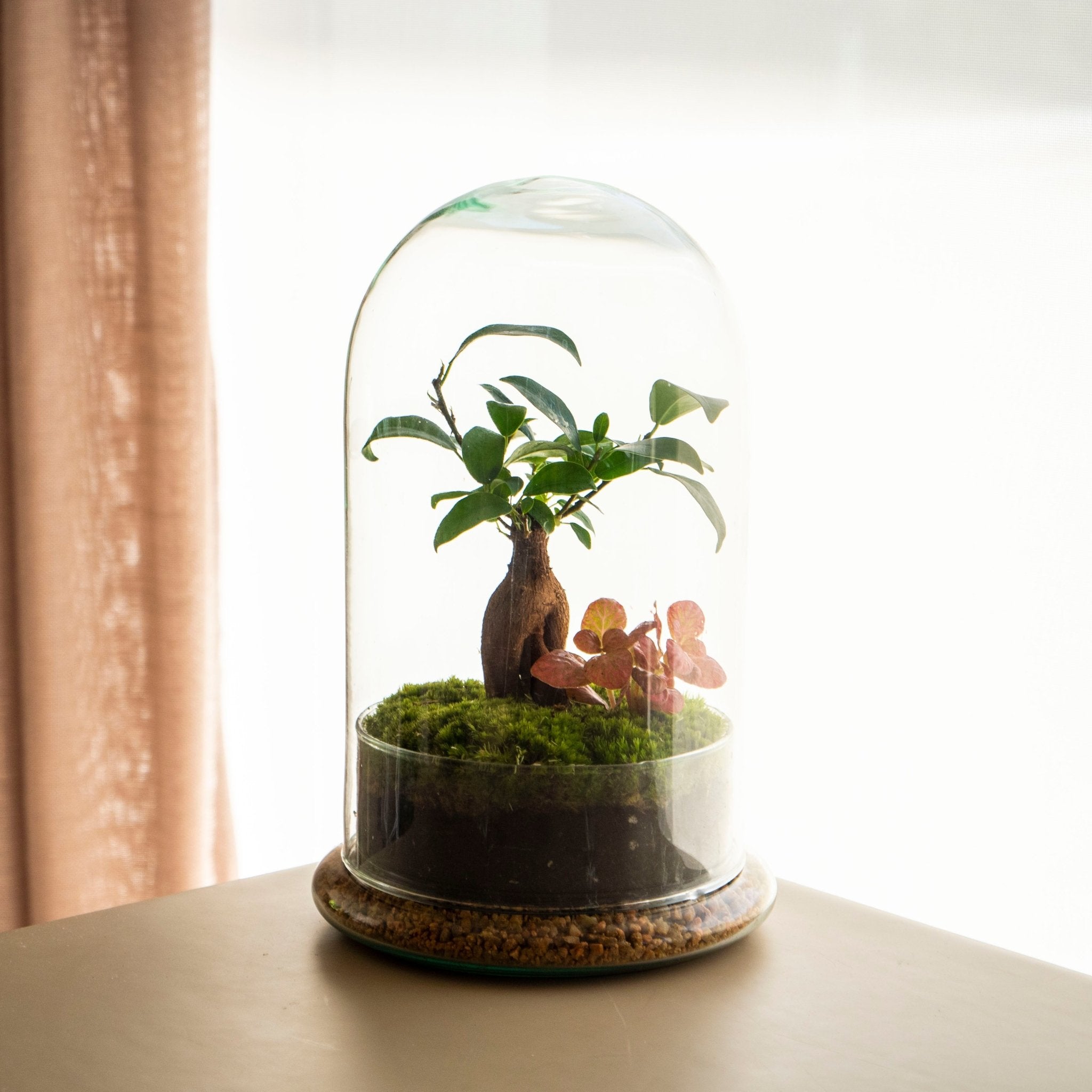 What plants can be used in a terrarium?