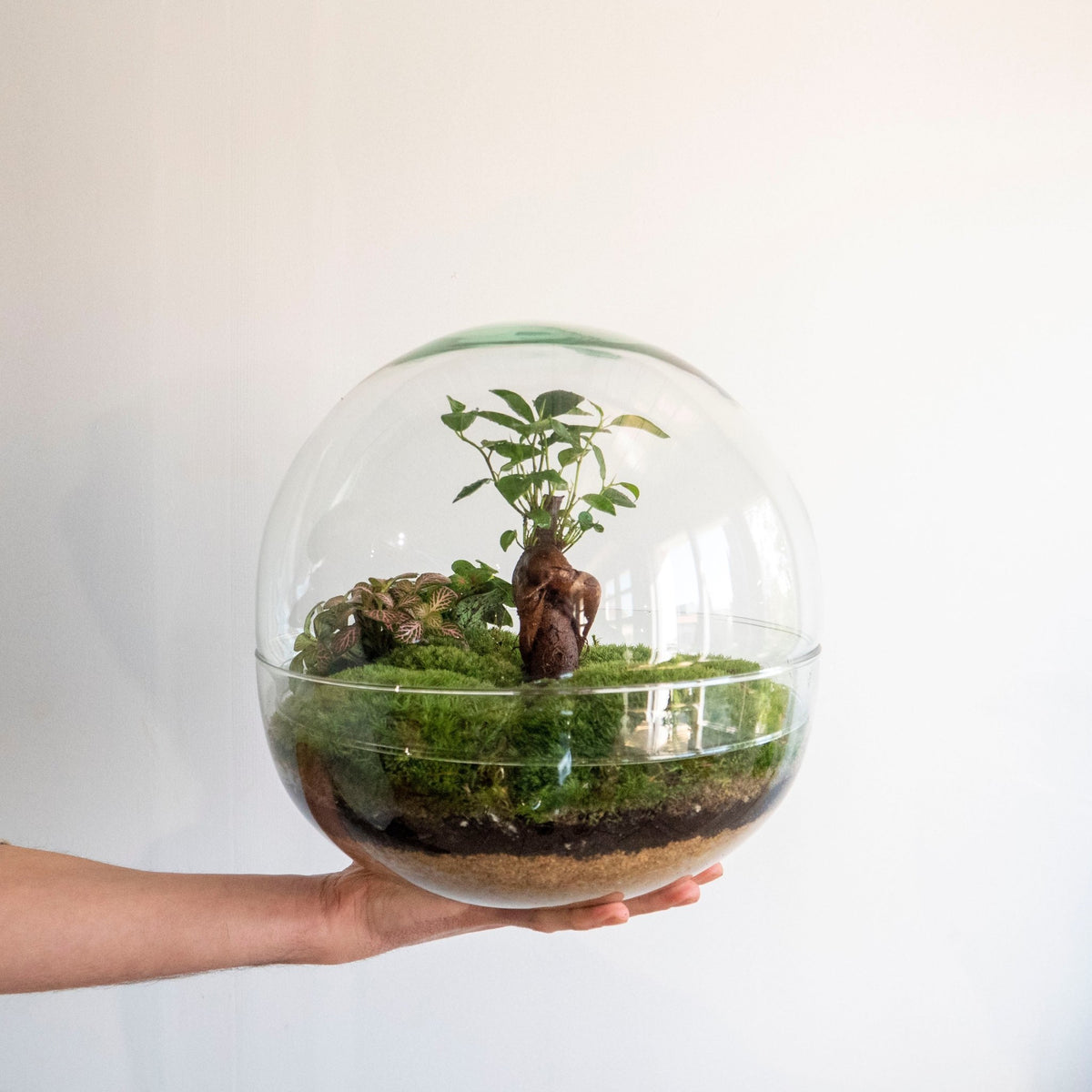 Qué productos vendemos en Omotesandō Plants?