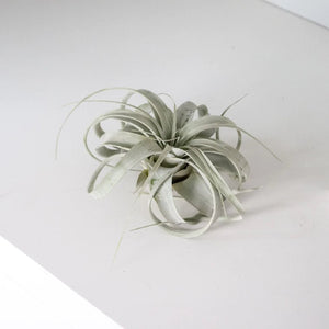 What are air plants and how are they cared for?