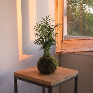 ¿Qué tipos de plantas son adecuadas para una kokedama? - Omotesandō Plants