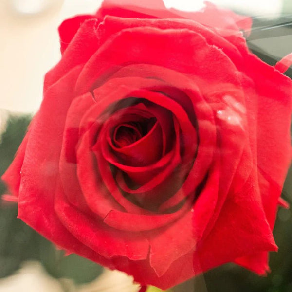 Regalos para el día de Sant Jordi - Omotesandō Plants