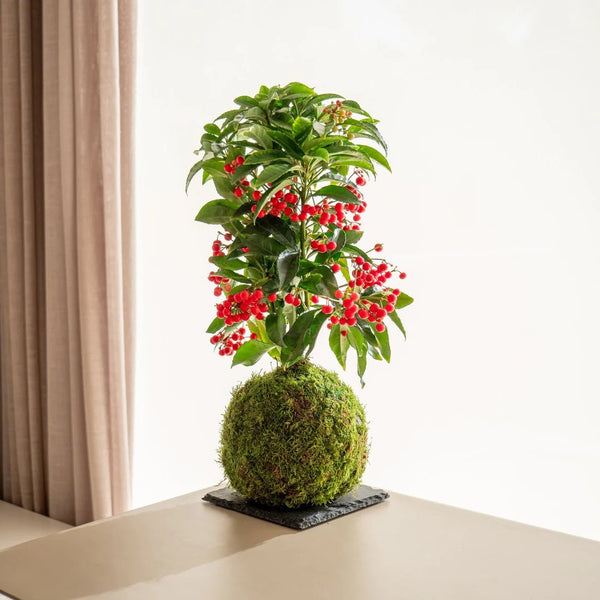 Regalos para Navidad - Omotesandō Plants