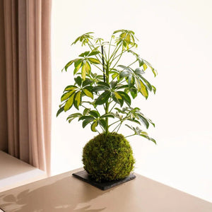 Schefflera kokedama - Omotesandō Plants