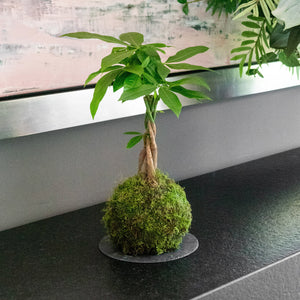 Kokedama | Omotesando Plants