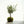 Olive Tree Kokedama