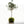 Olea Kokedama