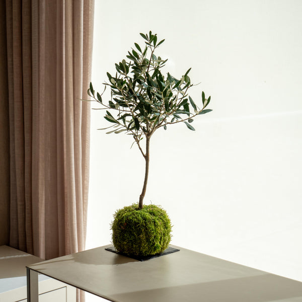 Olea Kokedama