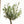 Olive Tree Kokedama