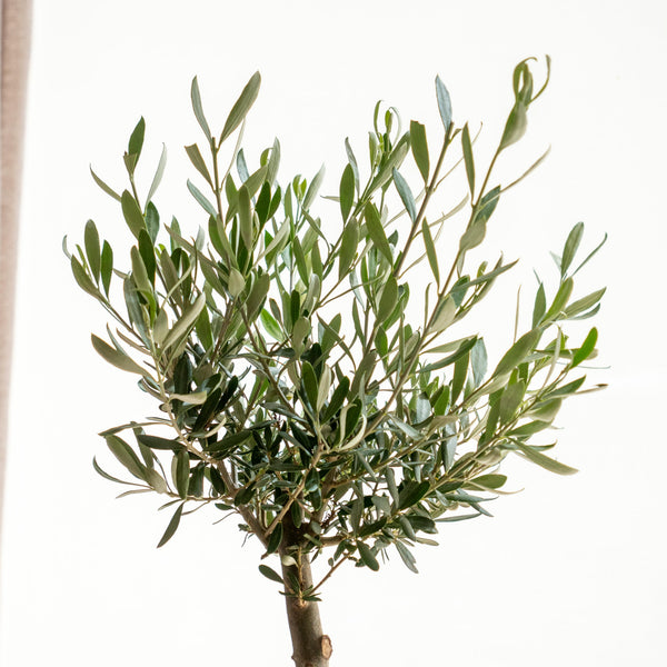 Olive Tree Kokedama