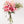 Liliums rosas