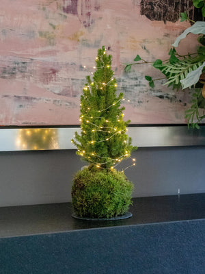 Abeto mini Kokedama - Omotesandō Plants