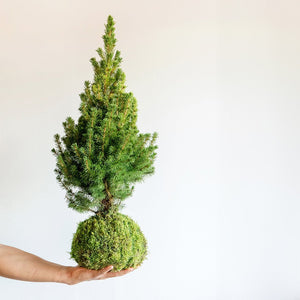 Abeto mini Kokedama - Omotesandō Plants