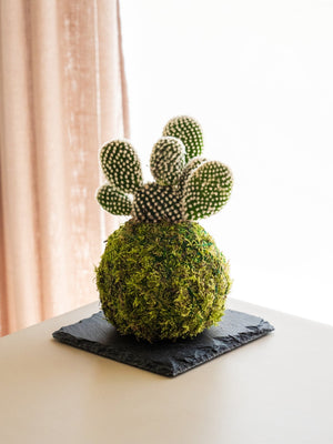 Albis Kokedama - Omotesandō Plants