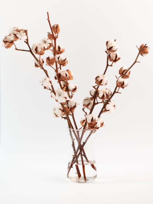Algodón - Omotesandō Plants
