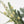 Algodón y eucalipto - Omotesandō Plants