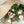Algodón y eucalipto - Omotesandō Plants