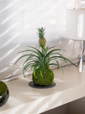 Ananas Kokedama - Omotesandō Plants