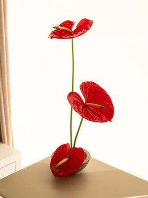 Anthu - Omotesandō Plants