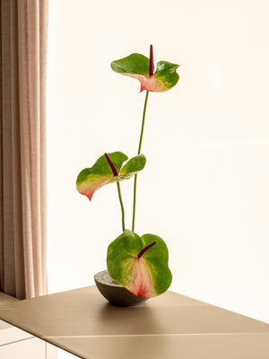 Anthu - Omotesandō Plants