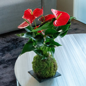 Anthurium Kokedama - Omotesandō Plants