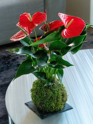 Anthurium Kokedama - Omotesandō Plants
