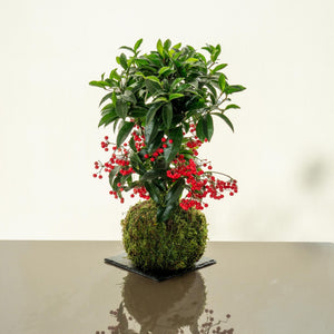 Ardisia Kokedama - Omotesandō Plants