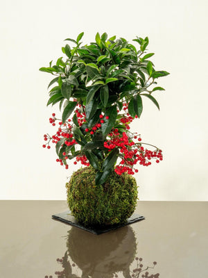 Ardisia Kokedama - Omotesandō Plants
