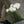 Aroma - Omotesandō Plants