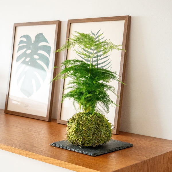 Aspa Kokedama - Omotesandō Plants