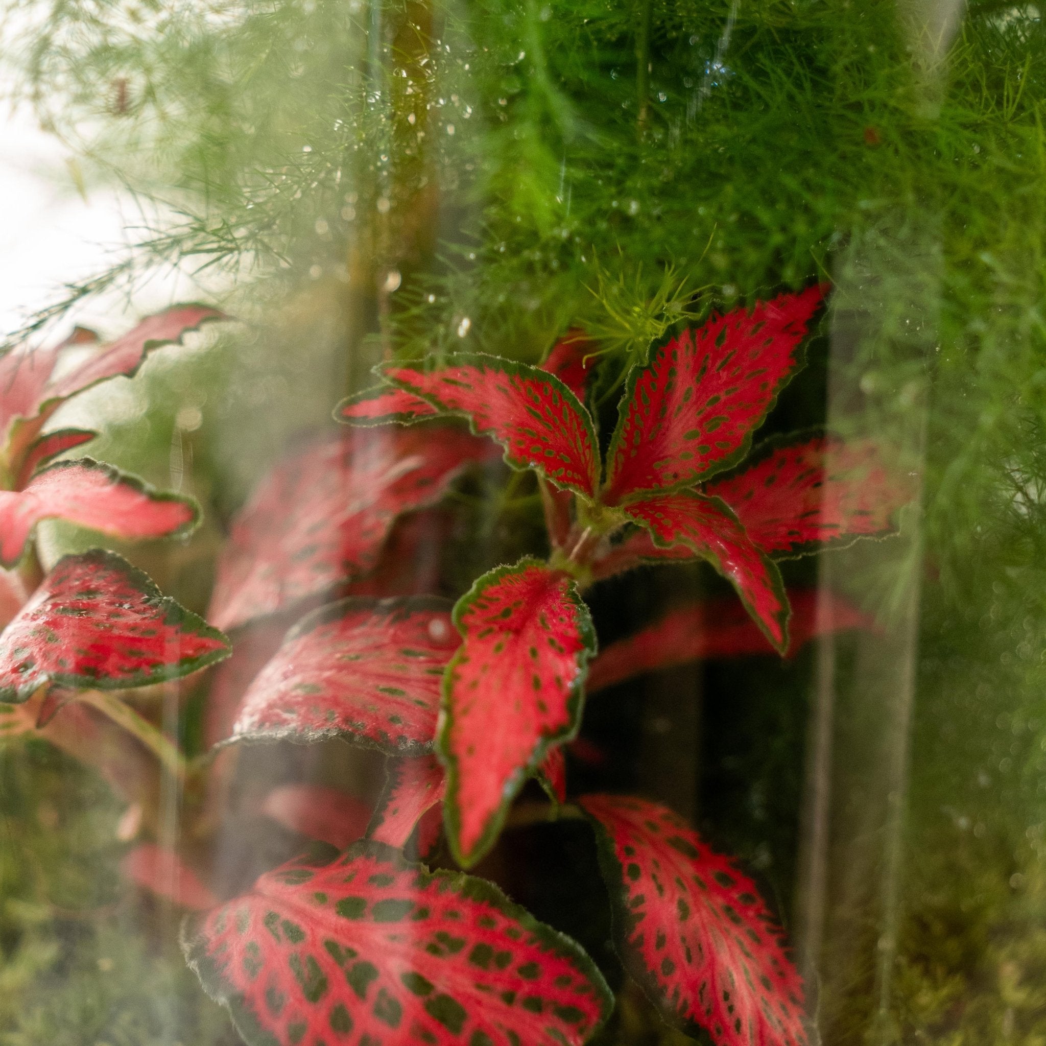 Aspa Natura - Omotesandō Plants