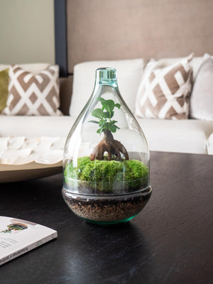 Aura - Omotesandō Plants