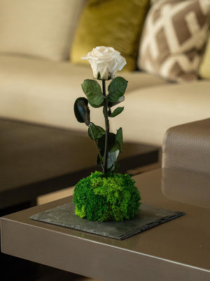 Bodo Rose - Omotesandō Plants