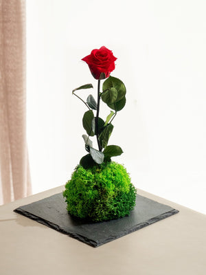 Bodo Rose - Omotesandō Plants