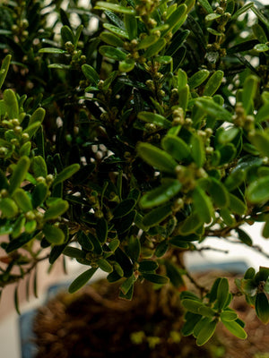 Buxus Harlandii mini - Omotesandō Plants