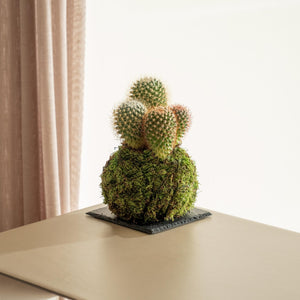 Cactus Kokedama - Omotesandō Plants