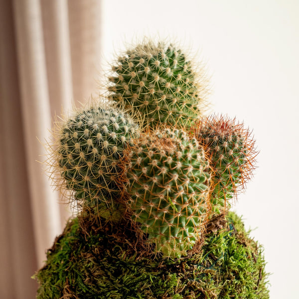 Cactus Kokedama - Omotesandō Plants