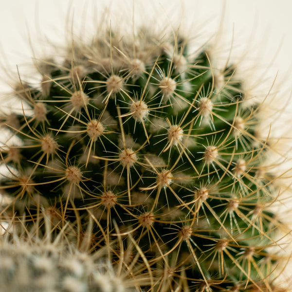 Cactus Kokedama - Omotesandō Plants