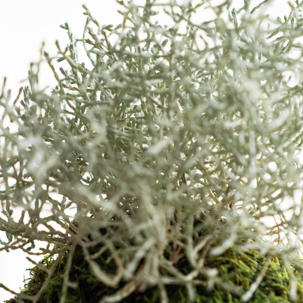 Caloce Kokedama - Omotesandō Plants