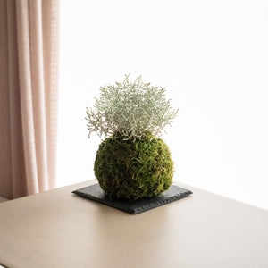 Caloce Kokedama - Omotesandō Plants