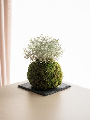 Caloce Kokedama - Omotesandō Plants