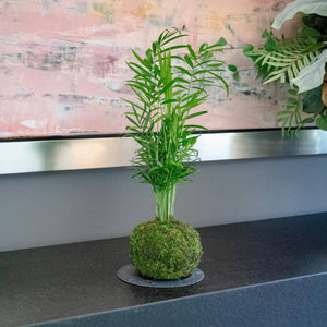 Cham Kokedama - Omotesandō Plants