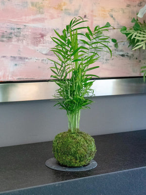 Cham Kokedama - Omotesandō Plants