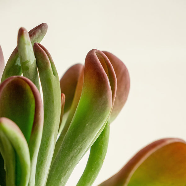 Crassula Kokedama - Omotesandō Plants