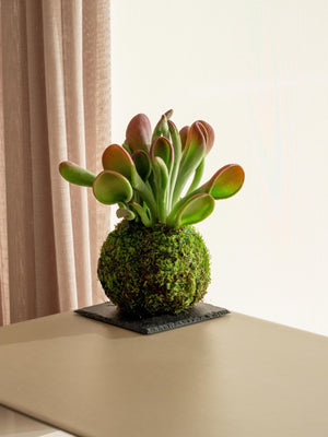 Crassula Kokedama - Omotesandō Plants