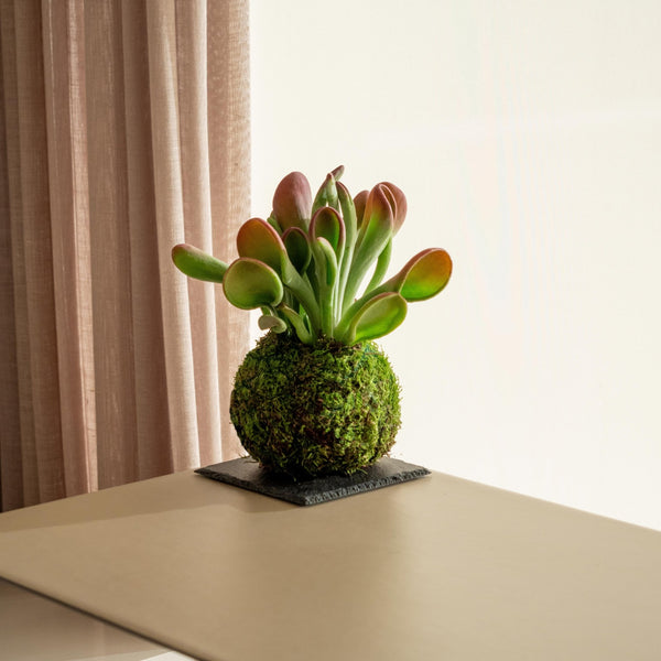 Crassula Kokedama - Omotesandō Plants