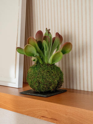 Crassula Kokedama - Omotesandō Plants