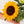 Detalle girasol - Omotesandō Plants