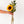 Detalle girasol - Omotesandō Plants